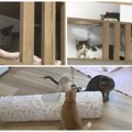 Nemate kome da ostavite mačku dok ste na moru? Novosađani sve češće biraju ovo rešenje - hotel samo za njihove ljubimce (video)…