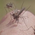 Kod jednog komarca u beogradskoj opštini Čukarica detektovan genom virusa Zapadnog Nila