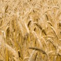 Mađarska uvodi nova ograničenja na uvoz poljoprivrednih proizvoda iz Ukrajine