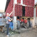 U DONJOJ LOKOŠNICI PAPRIKA UVEK RAĐA KAO LUDA, A SAD POTPUNO PODBACILA: Cene na pijacama eksplodirale, a suša pokosila i rod…