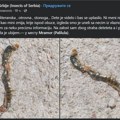 Dete iz Niša u obući pronašlo ogromnog i otrovnog insekta