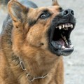Komšijski psi rastrgli ženu (78) kad je ušla u dvorište Horor u Neštinu!