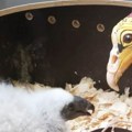 U zoo vrtu u Pragu hrane mladunčad lešinara lutkom koja podseća na njihove roditelje: Postoji poseban razlog zbog kog ovo rade…