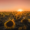 Horoskop za 4. septembar: Lav besan, Škorpija ima dobar poslovni plan