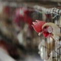 Holandija: 71.000 pilića biće eutanazirano