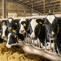 Više od 600 litara prosuto, gazda nudi mleko po ceni od 60 dinara! Farma krava u problemu zbog jedne neizbežne situacije…