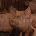 Novi slučaj afričke kuge svinja u Bogatiću: Oglasila se Opštinska uprava!