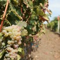 Vrelina nad Srbijom brine vinogradare - suša preti da ugrozi kvalitet grožđa
