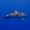 Delfin je pre 4.000 godina spasao osnivača grada – sada mu taj grad uzvraća uslugu