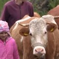Devojčica koja čuva četiri krave Mala pastirica Tijana putuje svakog dana osam kilometara do škole, a želi samo jedno