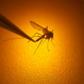 Beograd: I danas, na više lokacija, akcija suzbijanja komaraca