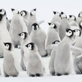Klimatske promene: Hiljade pingvina uginulo je na Antarktiku zbog pucanja leda