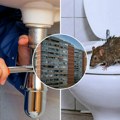 Jadranki pacovi izlaze iz wc šolje - napravili velike rupe u kupatilu: Novosađanka u strahu - Ne znam kako da ih oteram