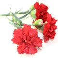 Cena karanfila za 8. mart: Zašto sutra ženama treba pokloniti baš ovo cveće
