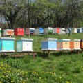 Naglo zahlađenje prekinulo početak odlične pčelarske sezone