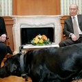 "Nisam hteo da je uplašim“: Putin se ponovo izvinio Merkelovoj zbog incidenta s labradorom Konijem (video)