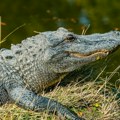 Verovali ili ne: Tramp otvorio „alkatraz sa aligatorima“ (video/foto)