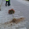 U Vlasotincu počupane sadnice i ostavljene na šetalištu