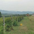 Počinje velika akcija kontrole malinjaka širom Srbije: Proverava se da li zasadi za koje su date subvencije zaista postoje