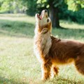 Vaš pas neprestano laje i cvili? Veterinarka otkriva moguće uzroke
