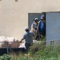 Proglašena vanredna situacija u još jednom gradu zbog afričke kuge svinja: Pojačane mere kontrole i zaštite