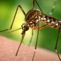 Registrovani prvi slučajevi obolevanja od groznice Zapadnog Nila u Srbiji