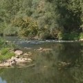 (VIDEO) Nekada snažnu Zapadnu Moravu sada je moguće pregaziti