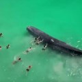 Kit od 30 tona zalutao u plićak Doplivali da ga pomaze, a onda videli nešto jezivo (video)