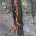 Gori šuma na planini jelica: Vatrogasci u borbi sa stihijom na nepristupačnom terenu (video)