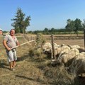 Kako Dragan iz Mršinaca brine o kozama i ovcama tokom toplotnog udara, ovo su njegovi saveti za stočare (foto)