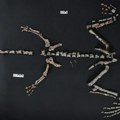 Jedan od najstarijih dinosaurusa pronađen u Argentini