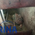 Čudo neviđeno na Žabljaku, prizor kakav se ne pamti: Vuk ušao u štalu i satima ležao pored teladi - kad su ga ljudi ugledali…