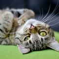 Tajna mačjeg prizemljenja: Zašto se mačke uvek dočekuju na šape?