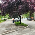 Radovi „Mediane“ širom Niša: Uređenje zelenih površina, košenje i orezivanje drveća