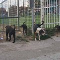 Čitaoci javljaju: Čopor agresivnih pasa kod škole “Vožd Karađorđe”, nadležni obavešteni ali ne reaguju