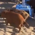VIDEO: Divlje svinje okupirale plaže na jugu Španije, rovare po torbama turista tražeći hranu