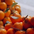 Neretvanska mandarina nikad nije imala težu godinu