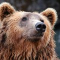 Medved Uroš izašao iz pećine i otkrio da li nam se bliži kraj zime