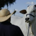 Ova krava vredi milione: Ima svoje naoružane čuvare i vlasnici tvrde da je budućnost stočarstva