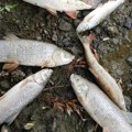 Pomor bele ribe u Divcima: Utvrđuje se uzrok uginuća velike količine skobalja i klena kod Valjeva