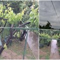 Na području Vranja kiša pada više od 30 sati! Meteorolog stanice: Prema merenjima od jutros, palo je 28,3 litra kiše po…