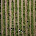 Kriza u srpskom malinarstvu: Visoka temperatura sasušila plodove, oglasio se stručnjak za voćarstvo