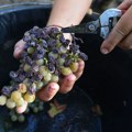 Zašto su francuski proizvođači vina na rubu propasti