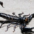 Škorpije su još opasnije nego što se mislilo: Imaju ugrađene teške metale u kleštima i žaokama