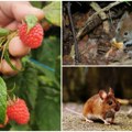 Ovde je hanta virus normalna pojava: Mišija groznica svake godine kosi berače malina u ivanjičkom kraju. Potpuno zdrava žena…