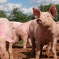 Bez zaraženih i ugroženih područja od afričke kuge svinja u opštini Bujanovac