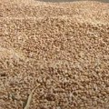 Rusija isporučila Centralnoafričkoj Republici 50.000 tona pšenice kao pomoć