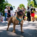 Festival pasa svih rasa “Ulični psi” tradicionalno na Kalemegdanu