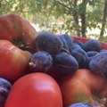 Ponovo počela akcija „Spasimo voćare: Povezivanje kupaca sa malim proizvođačima voća
