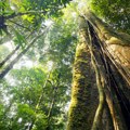 Ovo drveće može da ublaži klimatske promene: Sve je veće